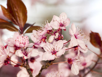 Close-up of white flowers on tree