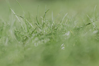 Green grass macro close up with selective focus