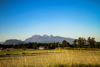 Scenic view of field against clear blue sky
