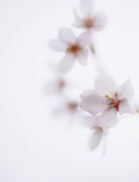 Close-up of white flowers