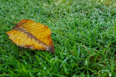 Close-up of leaves on grassy field