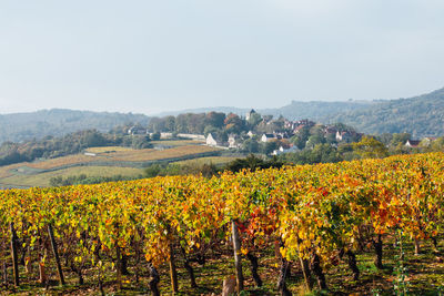 Scenic view of vineyard against sky