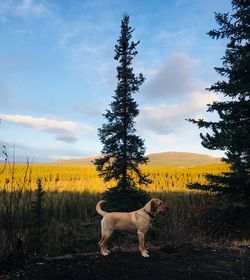 Dog standing in a field