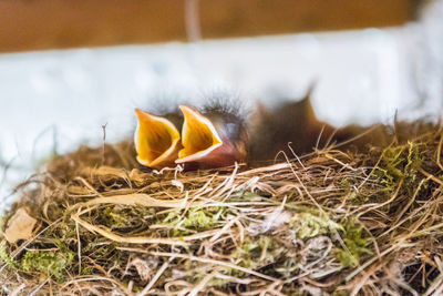 Close-up of birds in grass