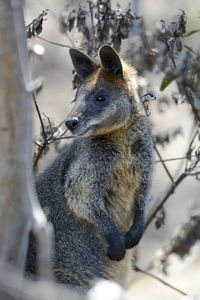 Close-up of squirrel on tree during winter