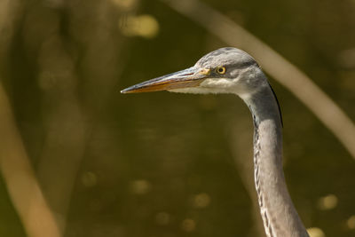 Close-up of heron