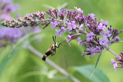 Close-up of bee pollinating on purple flower