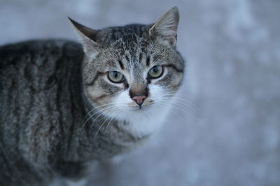 Close-up portrait of tabby