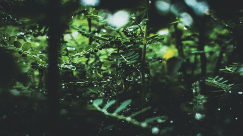 Close-up of wet plant during rainy season
