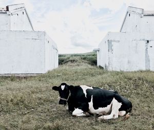 Cows grazing on field against sky