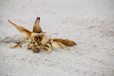 Close-up of crab on sand at beach