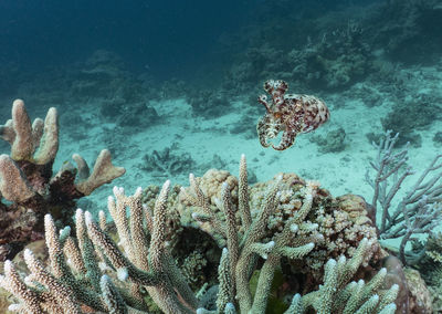 A cuttlefish at the great barrier reef