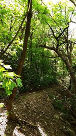 Trees in forest