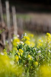 Close-up of yellow flowering plant on field