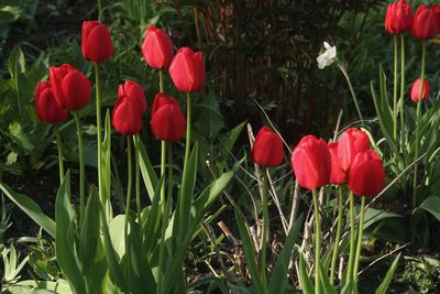 Red tulips in field