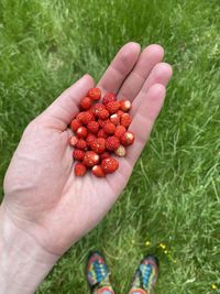 High angle view of person holding berries on field