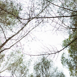 Low angle view of trees against clear sky