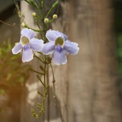 Close-up of purple flowering plant