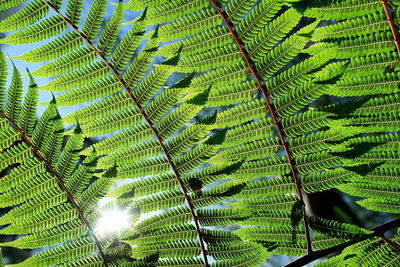 Full frame shot of fern leaves on sunny day