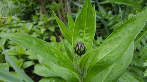 Close-up of ladybug on plant