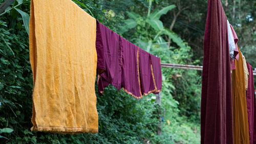 Close-up of clothes drying on plant