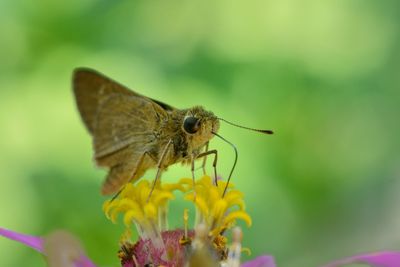 Close-up of butterfly pollinating on flower