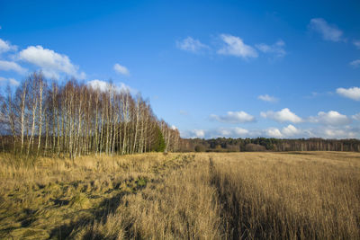 Tall and dry grass on the field, trees and blue sky