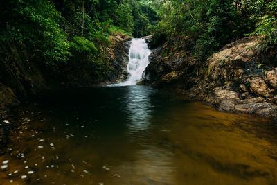 Scenic view of waterfall in forest