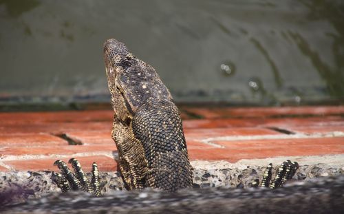 Close-up of lizard on land