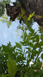 Low angle view of trees against blue sky