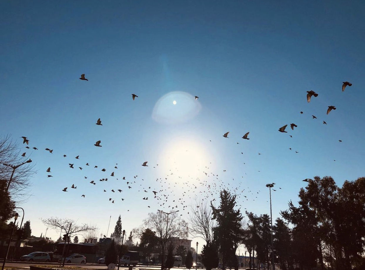 LOW ANGLE VIEW OF SILHOUETTE BIRDS FLYING IN SKY