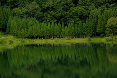 Reflection of trees in lake