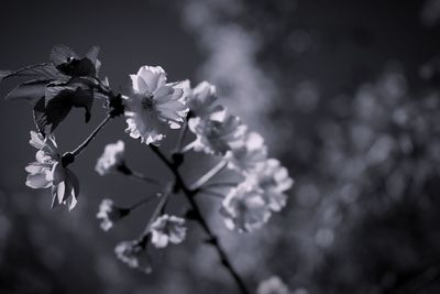 Close-up of insect on flowers