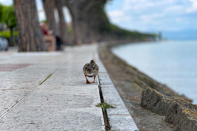 Close-up of sparrow on footpath