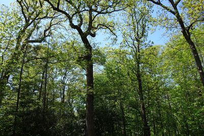 Low angle view of bamboo trees in forest