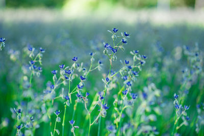 Close-up of purple flowering plants on field