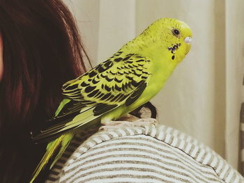 Close-up of parrot perching on leaf