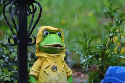 Close-up of frog on plant