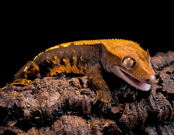 Close-up of lizard