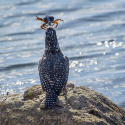 View of bird perching on rock