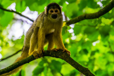 Low angle view of monkey on tree