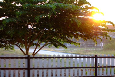 Close-up of tree by railing against sky