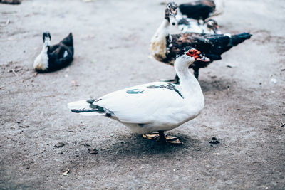 High angle view of birds on land