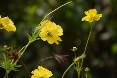 Close-up of yellow flowering plants on field