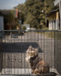 View of cat in cage