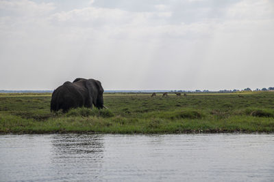 View of elephant on landscape against sky