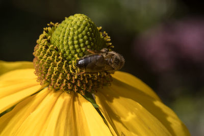 Close-up of bee pollinating on yellow flower