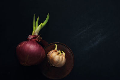 Sprout red onion and garlic on black floor