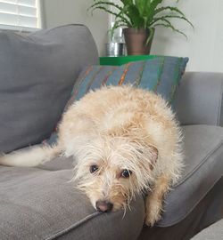 Portrait of dog relaxing on sofa at home