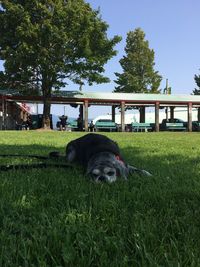 Dog relaxing on field